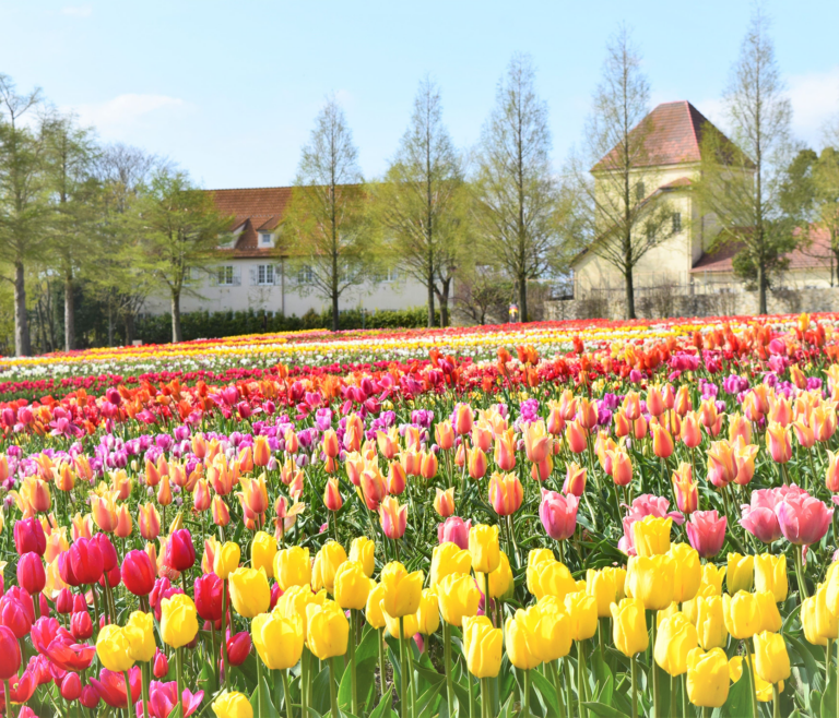 滋賀農業公園ブルーメの丘